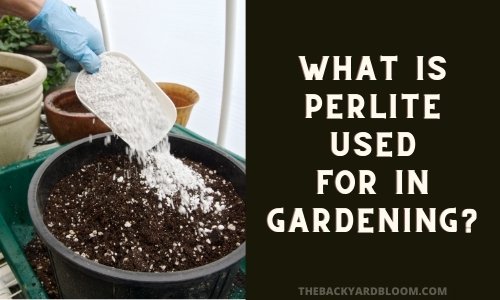 What Is Perlite Used For In Gardening_
