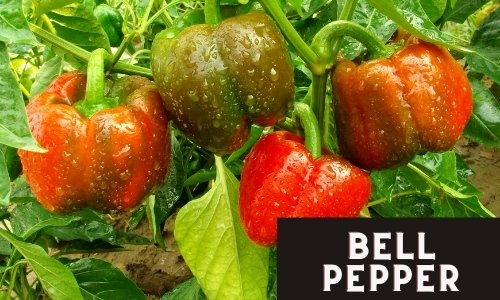 Bell Peppers, an easy to grow vegetable.