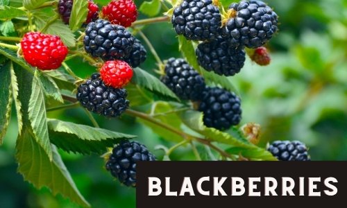 grow blackberries