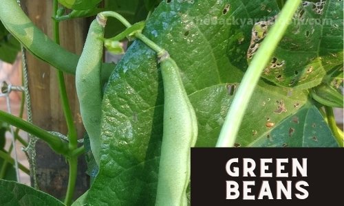 Green Bean Plants, very easy to grow.