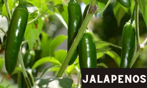 Grow Jalapenos Easily in your garden.