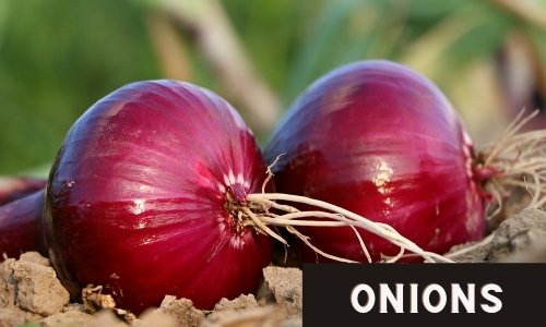 Onions, easy to grow in a new garden.