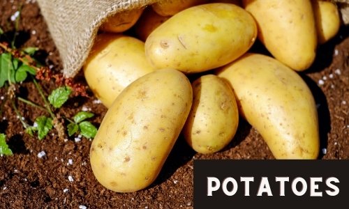 Potatoes - A Very Easy to Grow Vegetable for growing in the garden.
