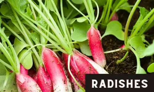 Easy to grow radishes