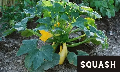 Grow Squash