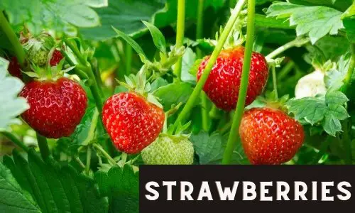 Grow Strawberries