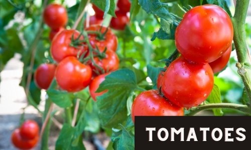 Tomatoes are one of the easy vegetables to grow