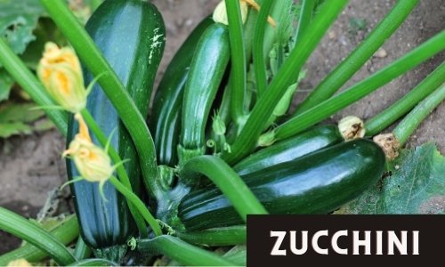 Zucchini is very easy to grow in a new garden.
