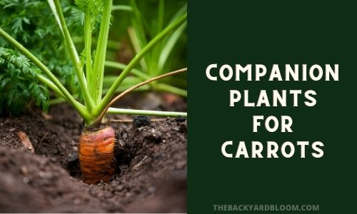 Companion Plants for Carrots