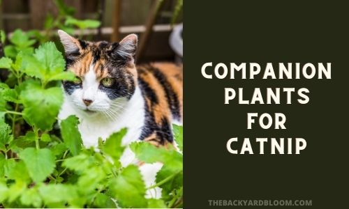 Companion Plants for Catnip