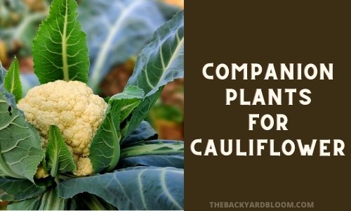 Companion Plants for Cauliflower