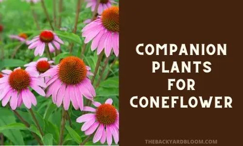 Companion Plants for Coneflowers (Echinacea) - The Backyard Bloom