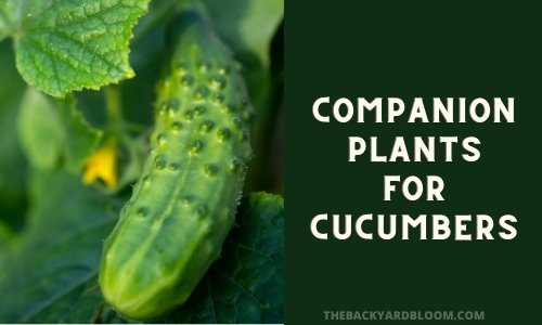 Companion Plants for Cucumbers