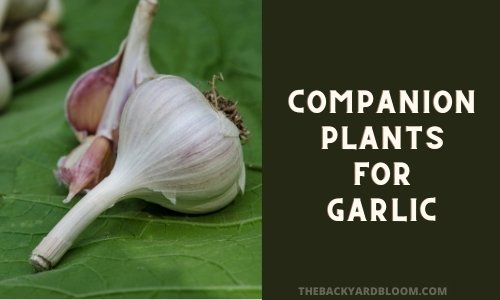 Companion Plants for Garlic
