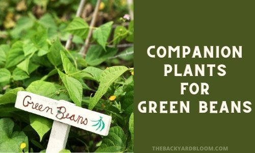 Companion Plants for Green Beans