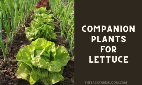 Companion Plants for Lettuce