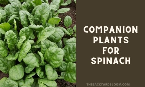Companion Plants for Spinach