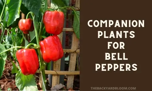 Companion Plants for bell peppers