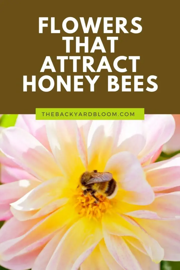 Flowers That Attract Honey Bees To The Garden