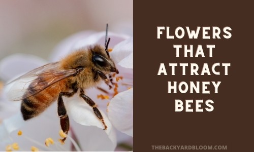 Flowers That Attract Honey Bees