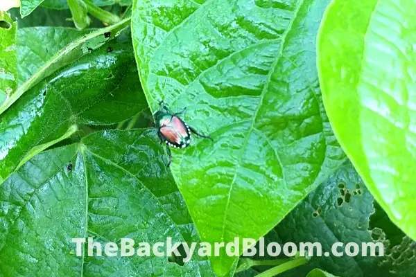 A Japanese Beetle in a Garden