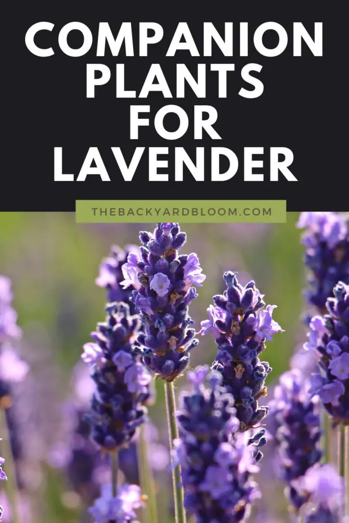 Companion Plants for Lavender and What Not to Plant with Lavender