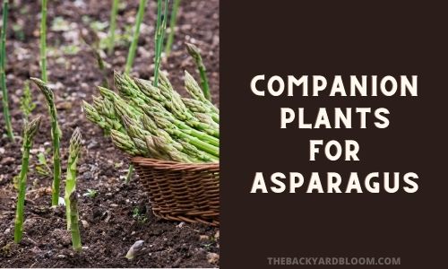 Companion Plants for Asparagus