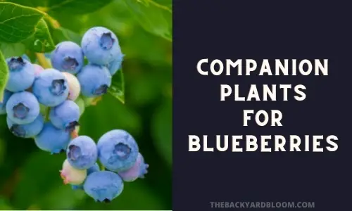 Companion Plants for Blueberries