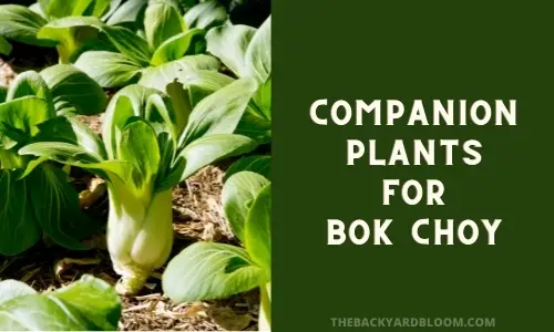 Image of Bush beans companion planting pak choi