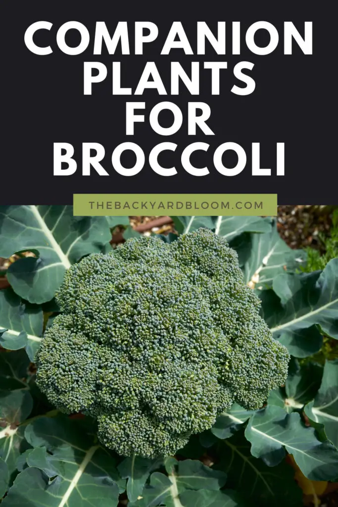 Companion Plants for Broccoli and What Not To Grow With Broccoli