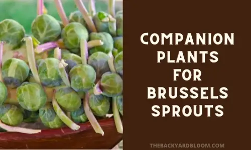 Companion Plants for Brussels Sprouts