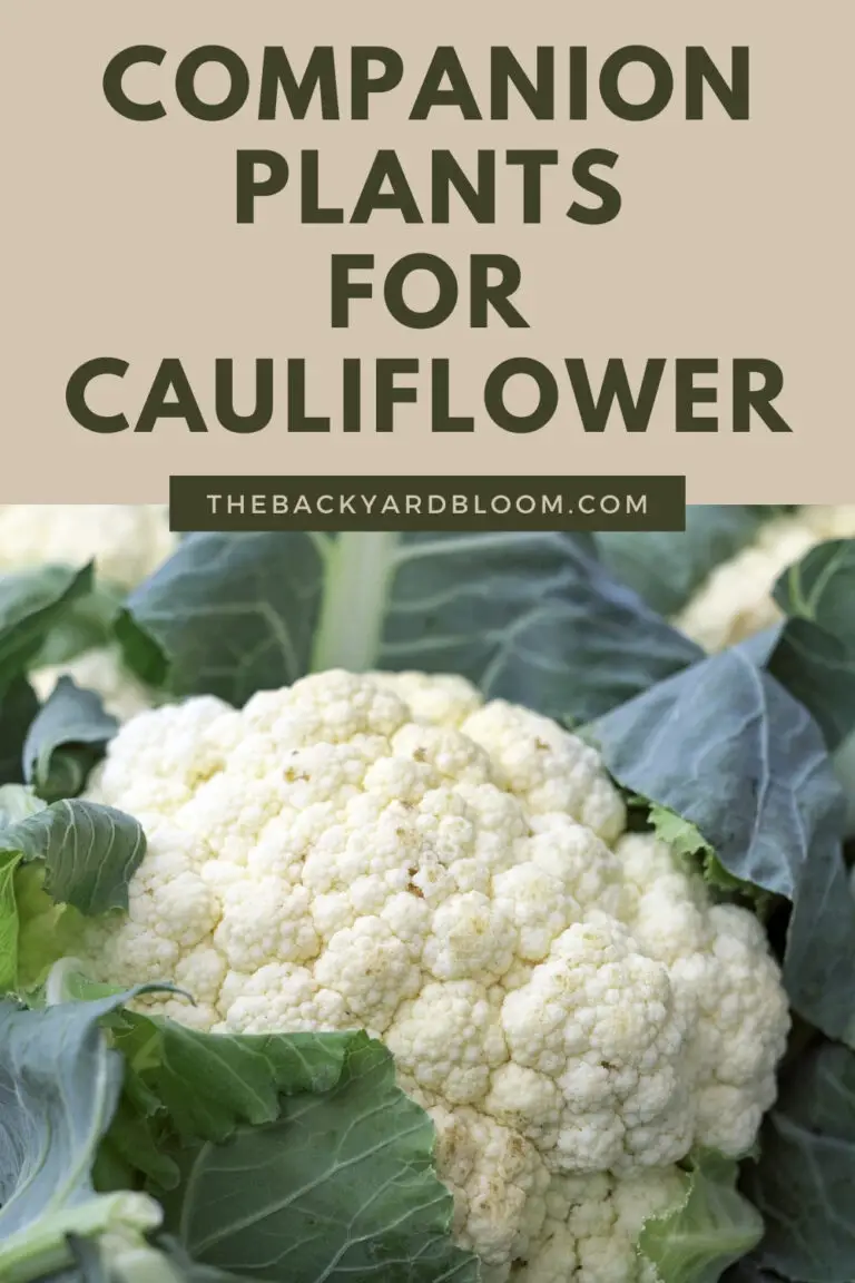 Companion Plants for Cauliflower The Backyard Bloom