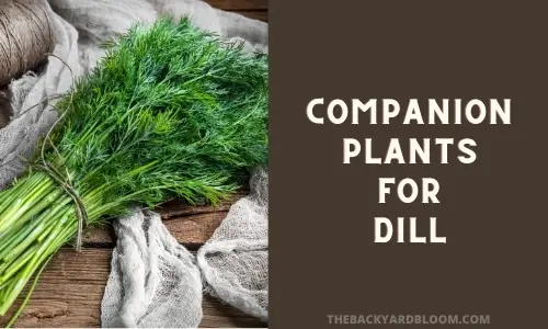 Companion Plants for Dill