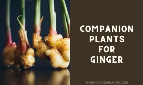 Companion Plants for Ginger