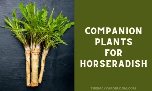 Companion Plants for Horseradish