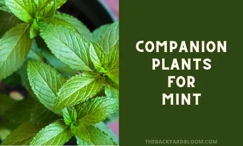 Companion Plants for Mint