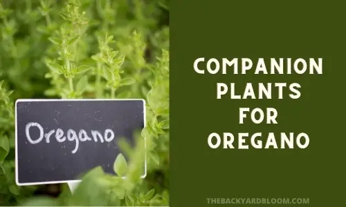 Oregano Companion Plants