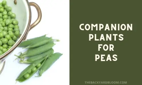 Companion Plants for Peas