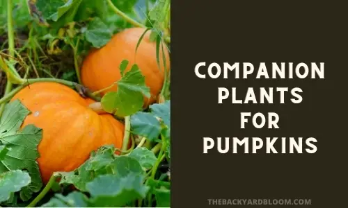 Companion Plants for Pumpkins