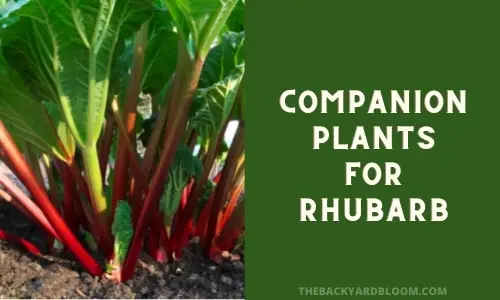 Companion Plants for Rhubarb