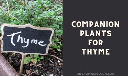 Companion Plants for Thyme