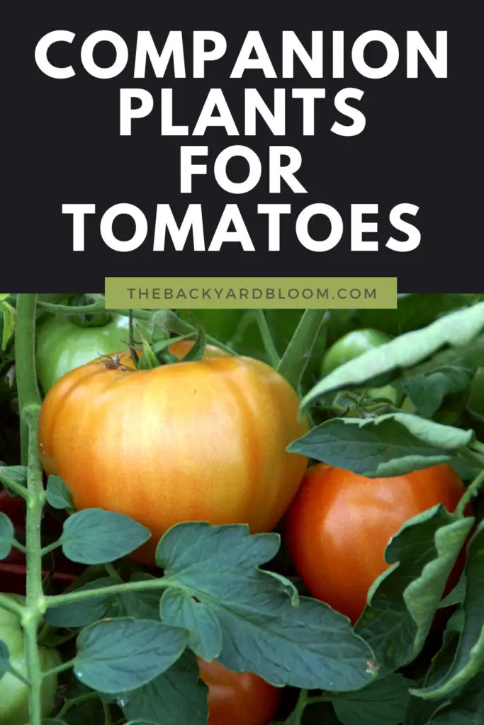 Companion Plants for Tomatoes and What Not To Plant With Tomato Plants in the Garden