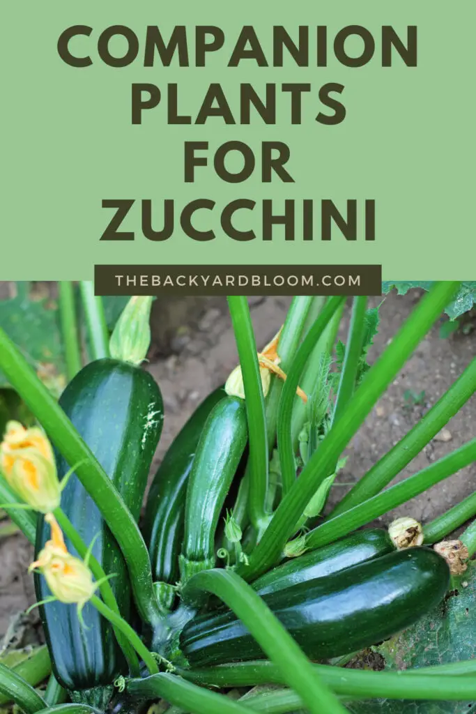 Companion Plants for Zucchini and What Not to Plant with Zucchini