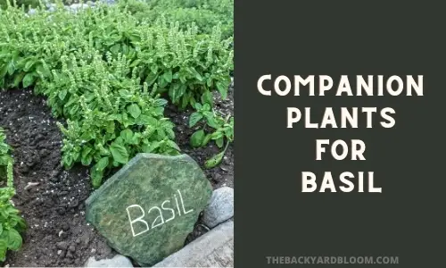 Companion Plants for basil