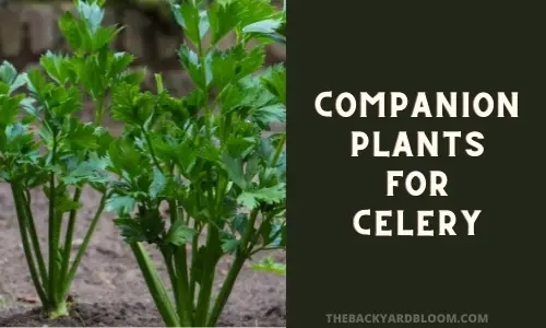 Companion Plants for Celery