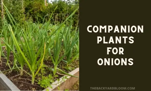 Companion Plants for Onions