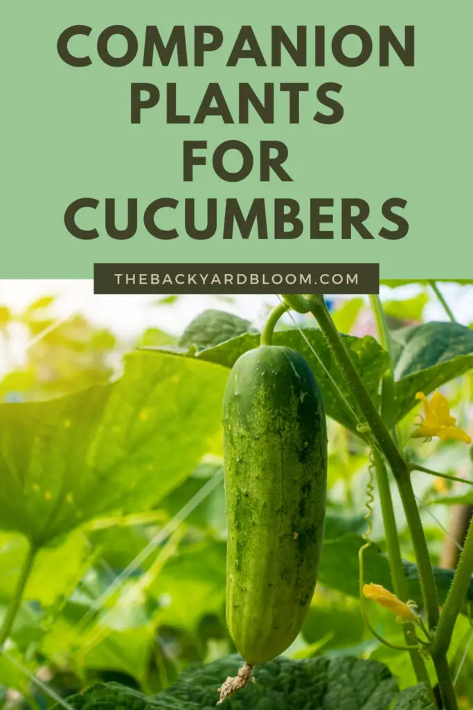 Good Companion Plants for Cucumbers and What not to Grow With Cucumbers in the Garden