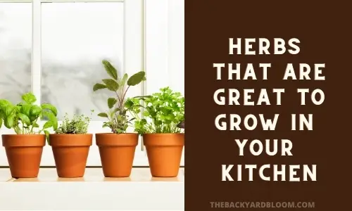 Herbs That Are Great To Grow In Your Kitchen