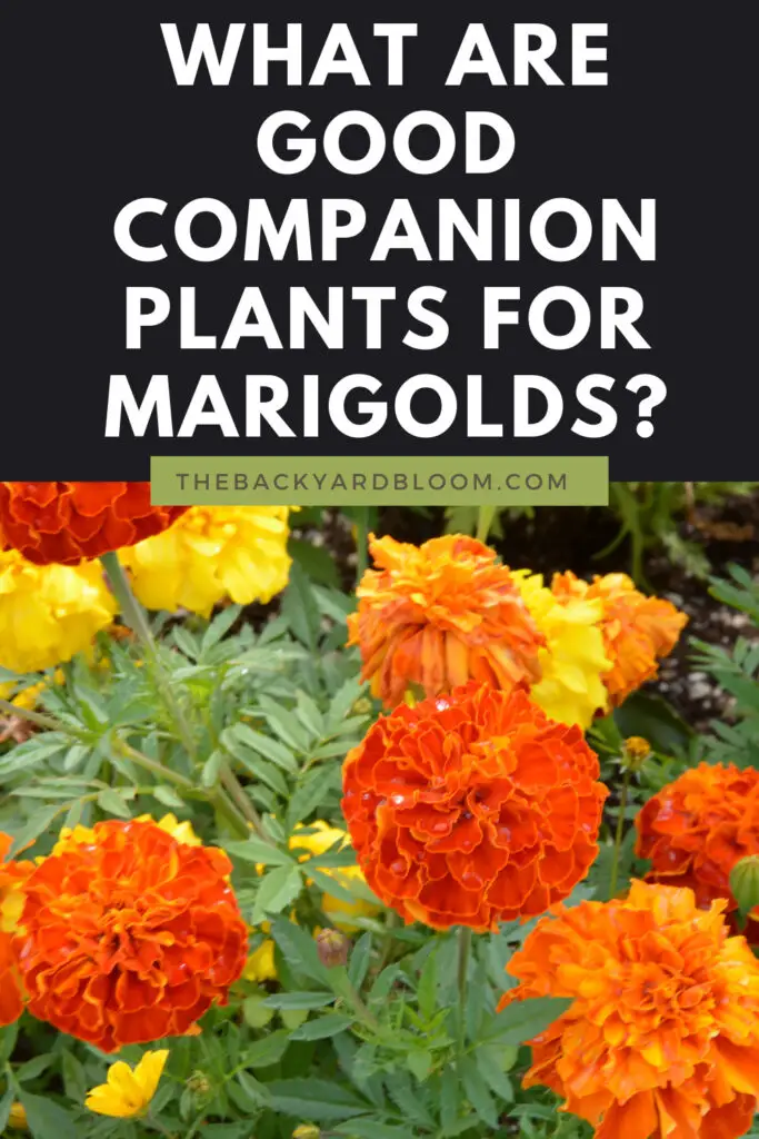 What Are Good Companion Plants for Marigolds?