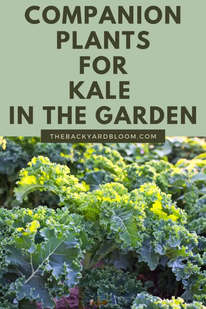Companion Plants for Kale and What Not To Plant With Kale In The Garden